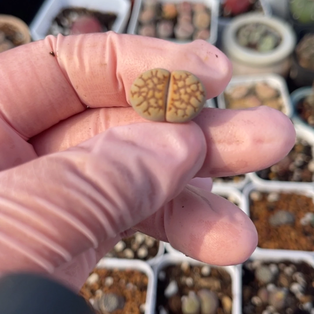 多肉植物一物一拍27