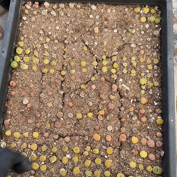 生石花1111。    115