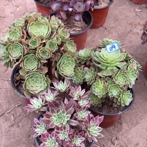 014多肉植物组合，