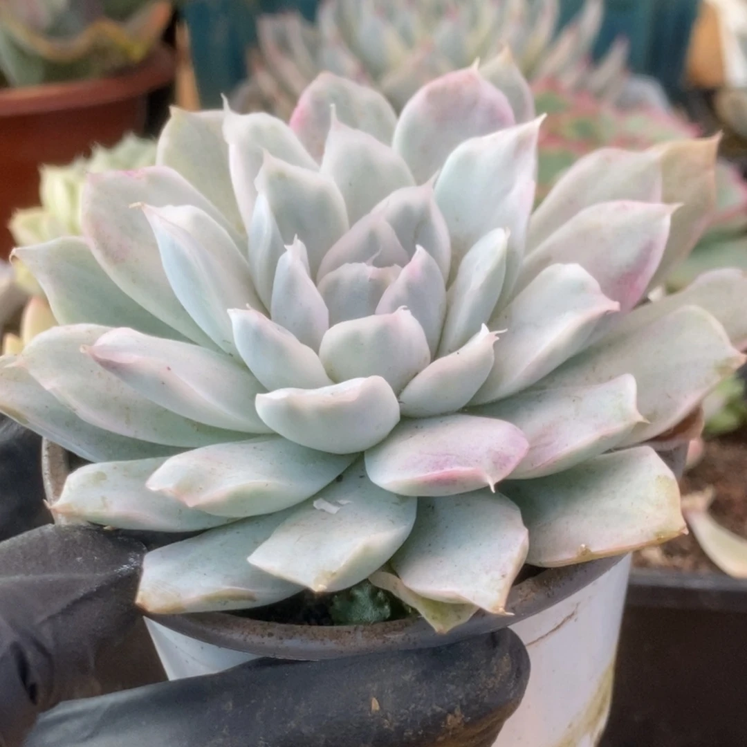 436辛普森锦锦锦锦锦锦