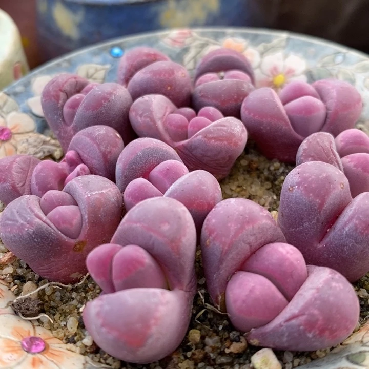 红大内一颗红大内