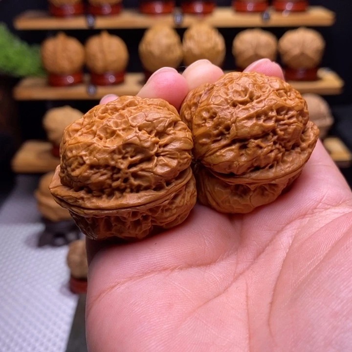 核桃云铁马蹄金蝉57号