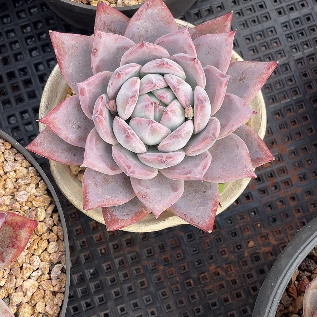 人***墙多肉植物一物一拍