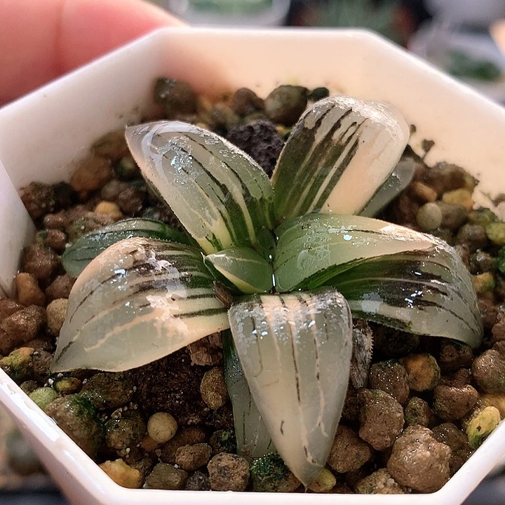 2号红纹寿锦带盆土