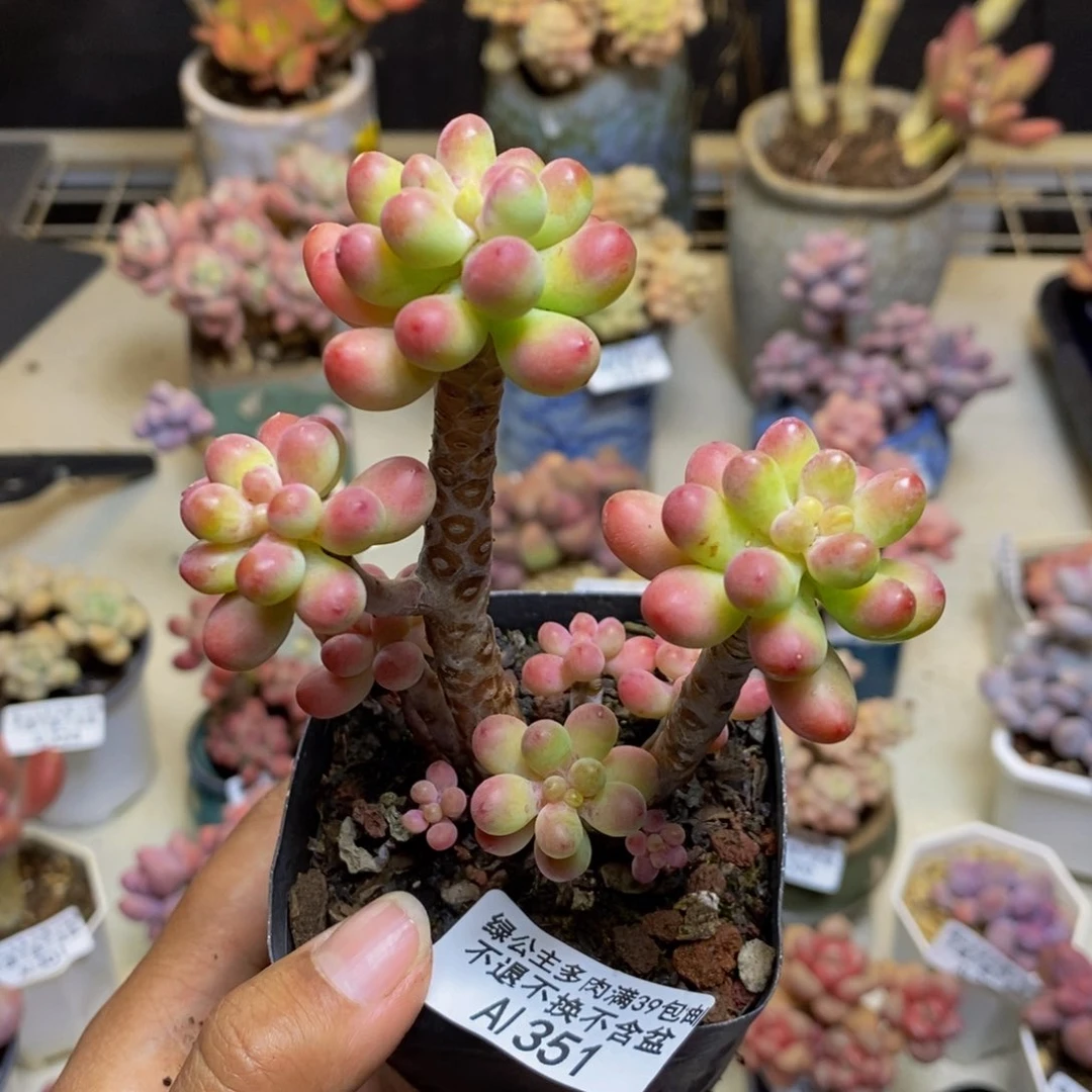 351派大星多肉7c m