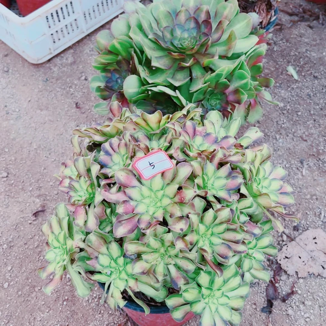 【闪购商品】无花朵芳*姐5号韶华，倾城中班多肉植物无售后
