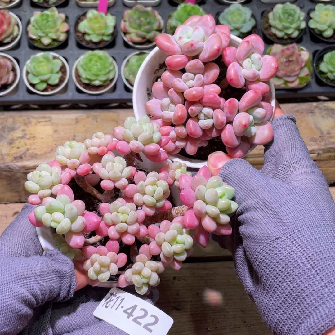 花利美11-422多肉2颗