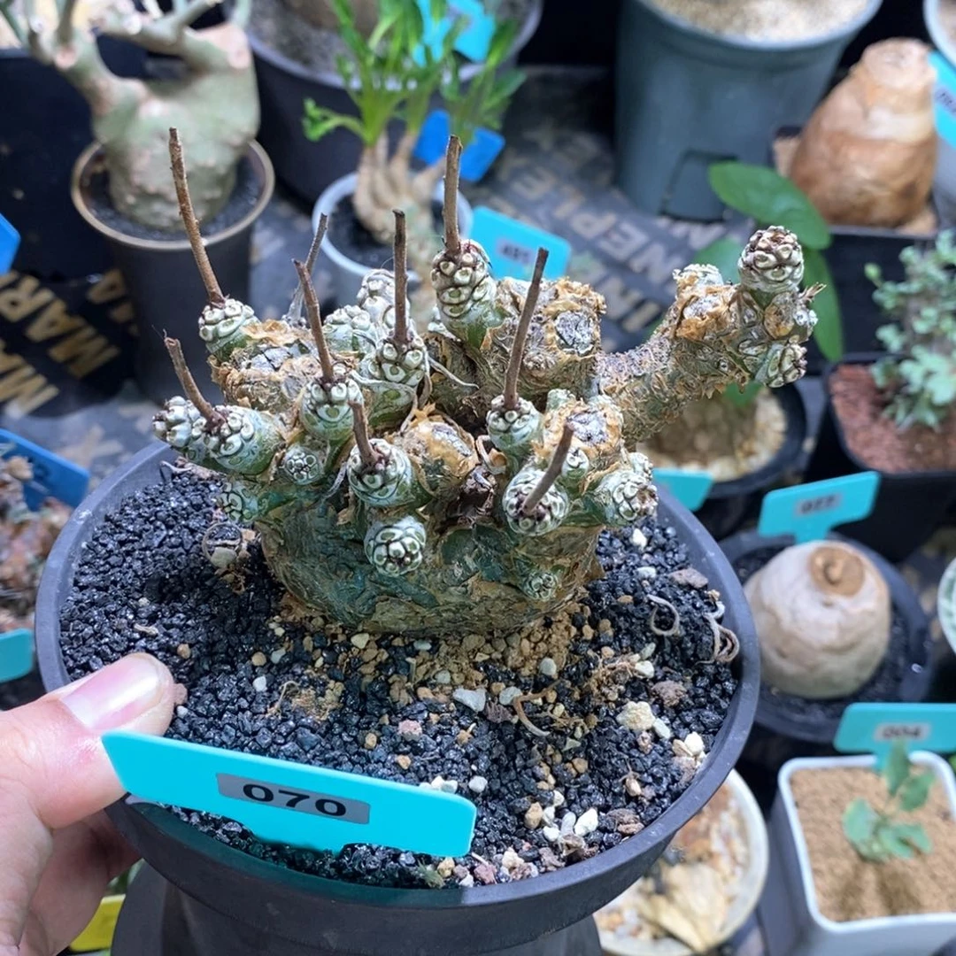 产地白象多肉植物