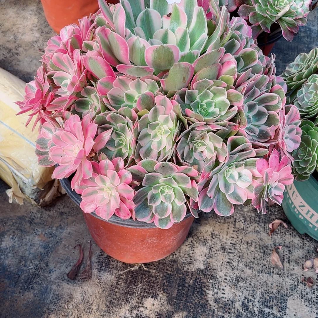 无花朵雪*多肉植物男神283