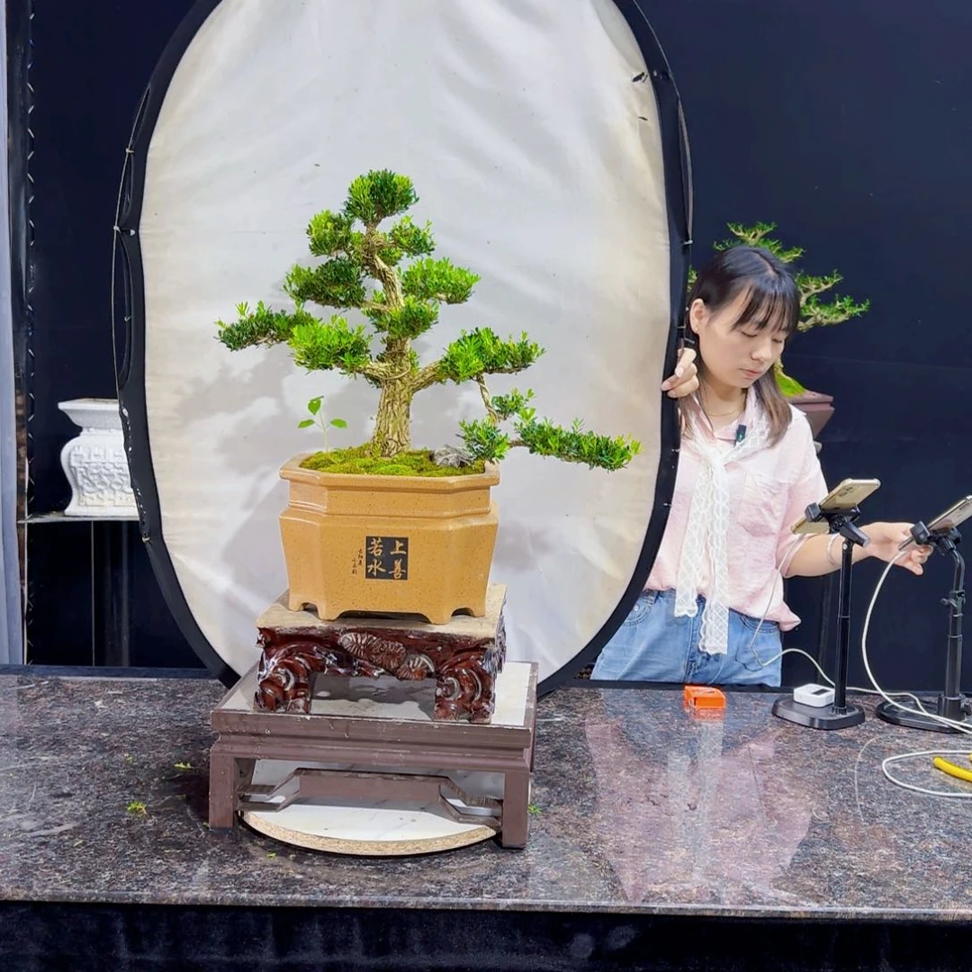 当前无花朵，栽培后可花朵小****Y