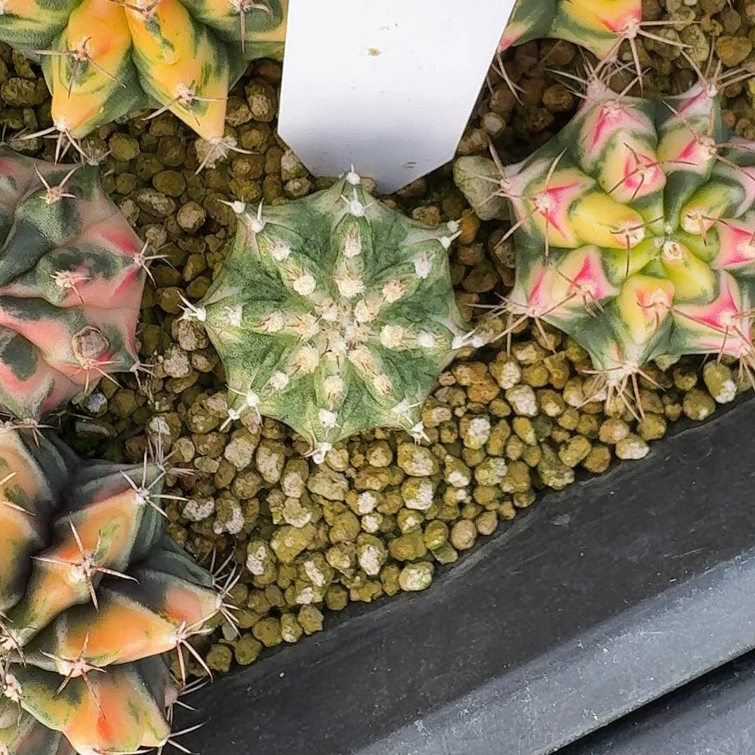 L247-1126广东发货 海神