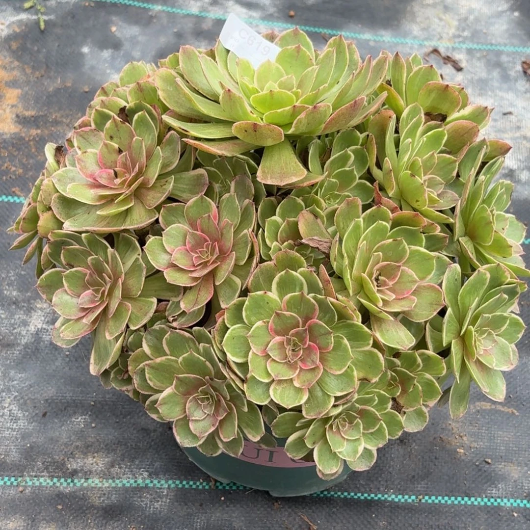 010大莲花座多肉植物