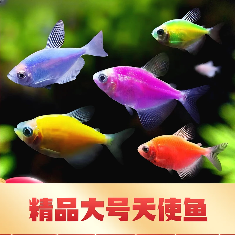 七彩天使鱼小型热带观赏鱼颜色丰富不褪色好养耐活