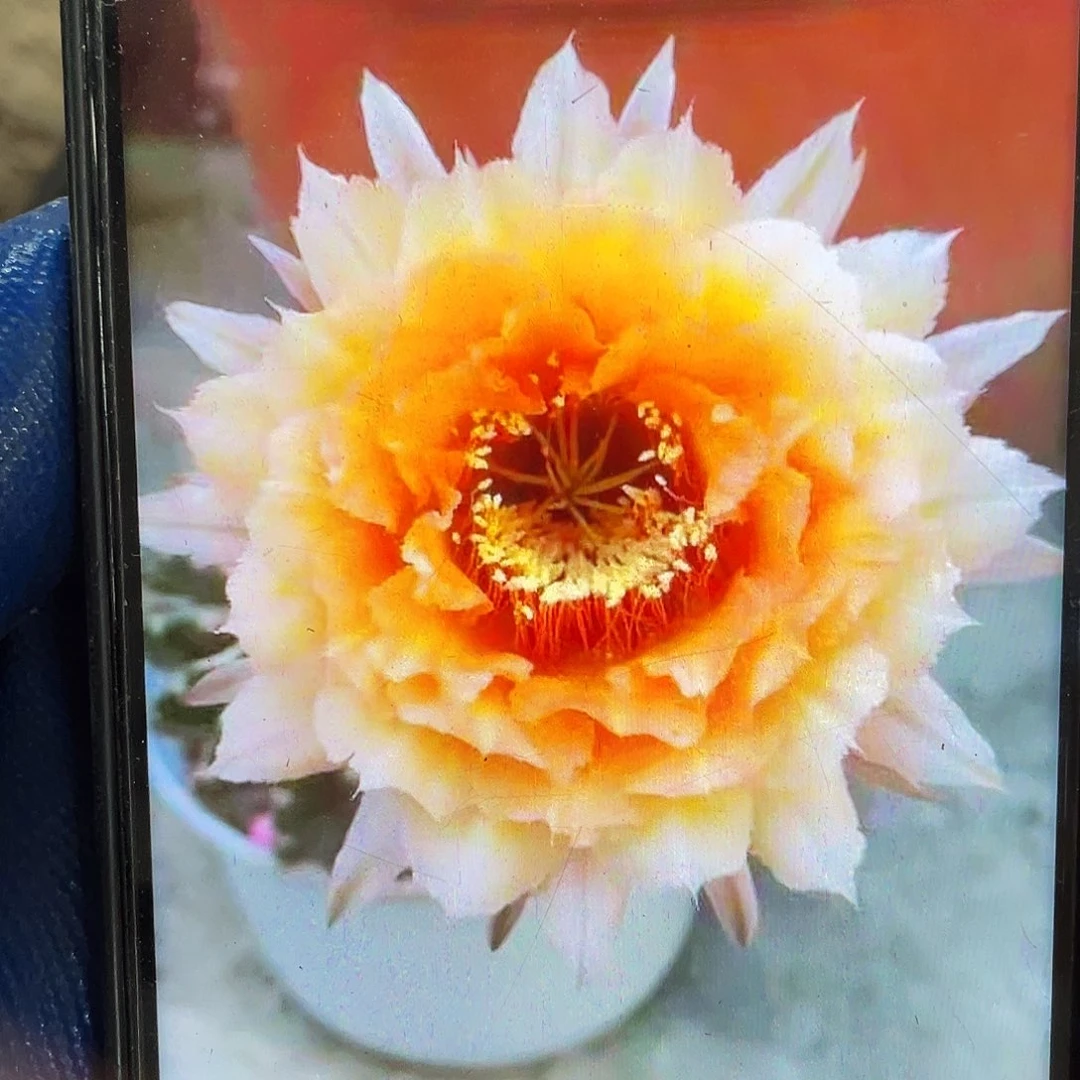 C399洛洛侧芽歪4公分左右