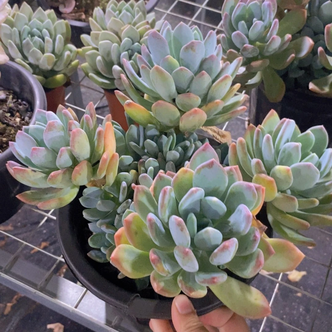 灰姑娘四头起发带仔大盆，230杯