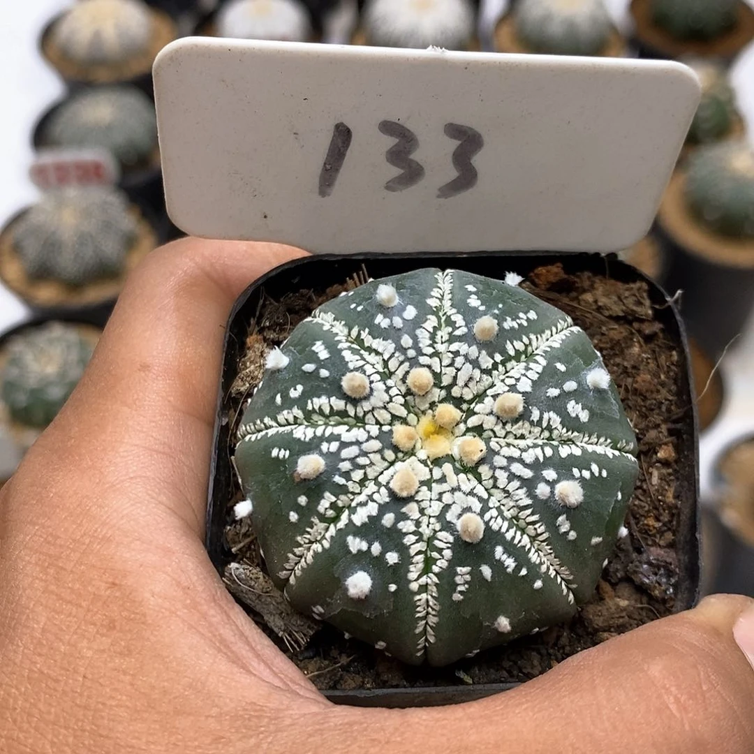 133美纹福利了特价咯
