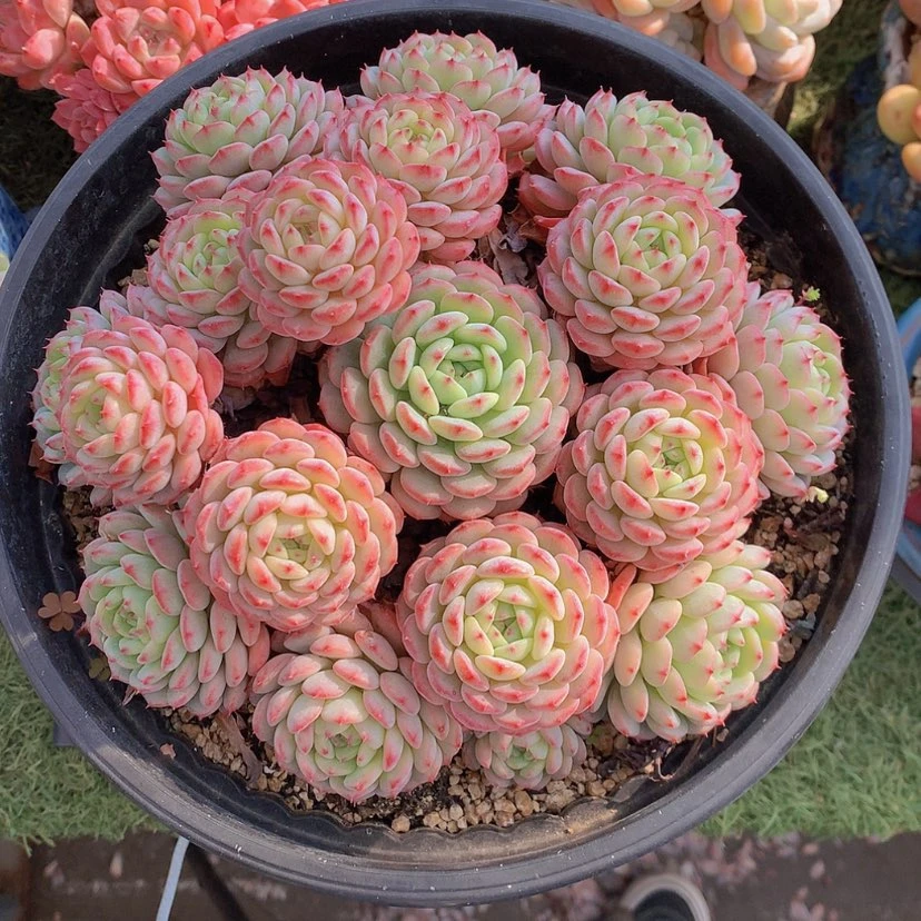 【闪购商品】彩虹白胖子