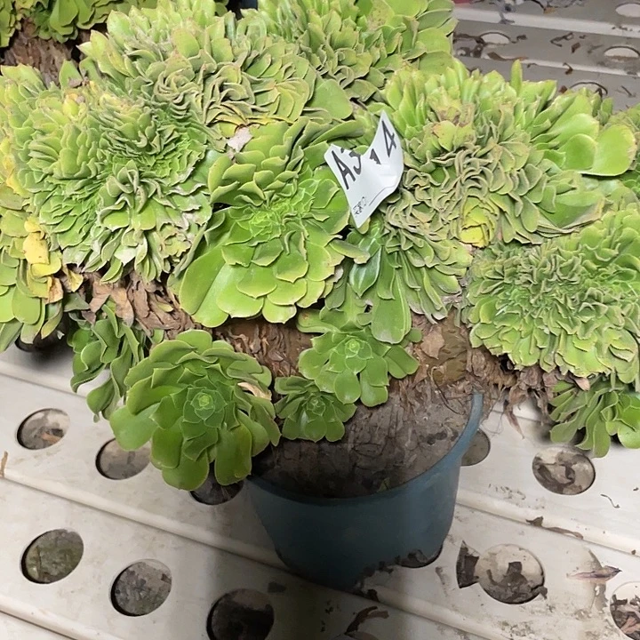 314绿羊绒法师7-27