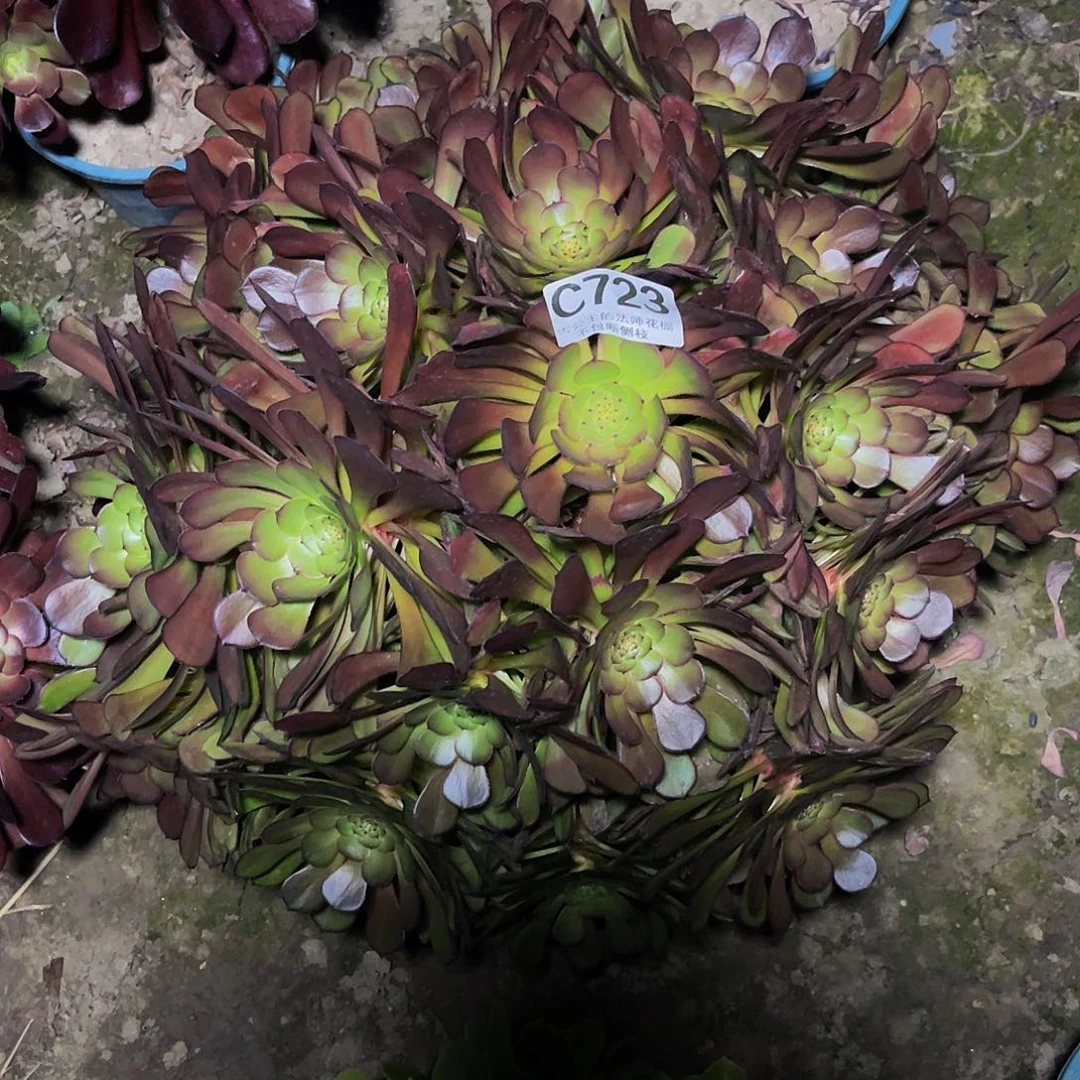 法师法师13-24包邮法师