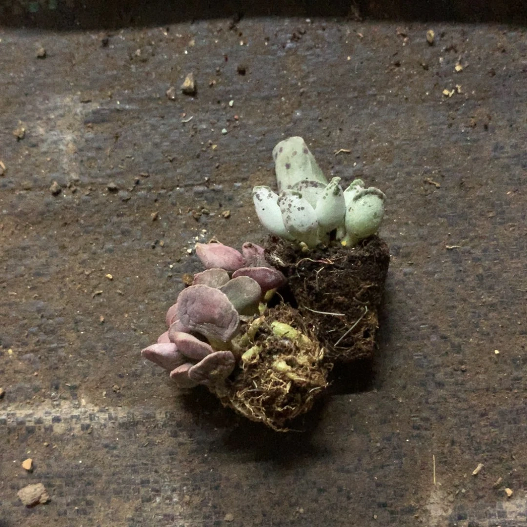 枫***桐海豹和高后给哈更尴尬