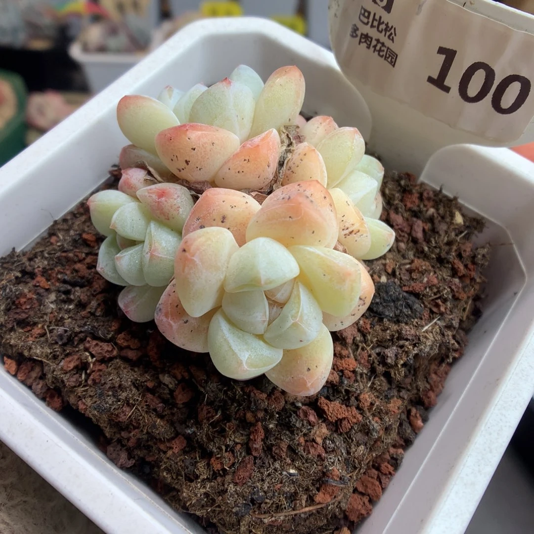 100四头奶油冰玉多肉植物