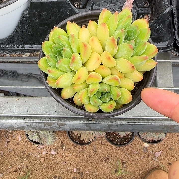 青蛙王子儿童牙膏11