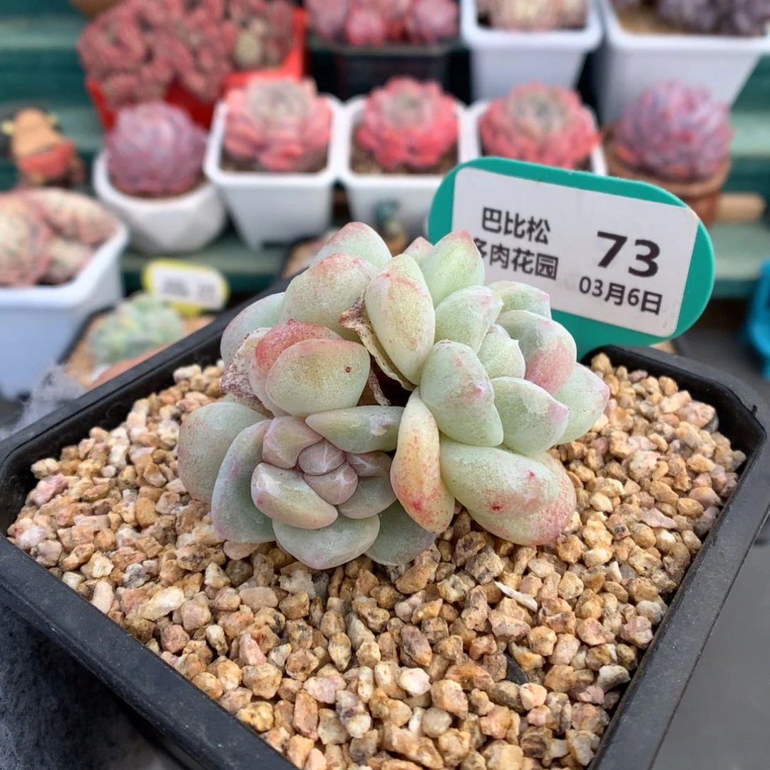 73三头冰玉石化多肉植物