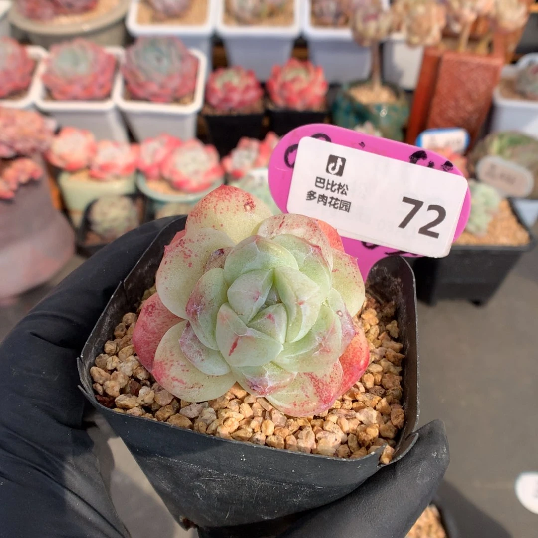 依****豆72 冰玉石化多肉