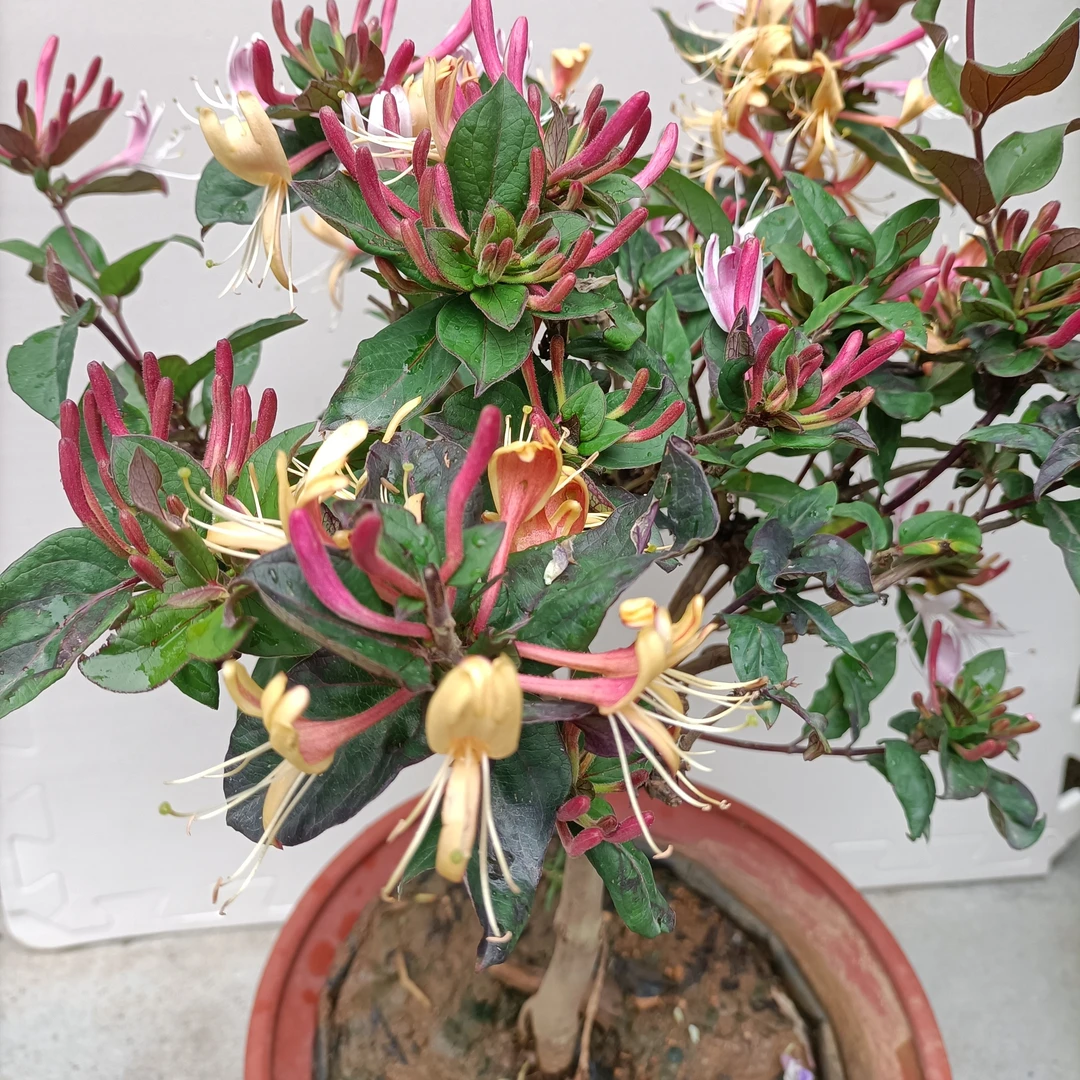 多彩红色金银花盆栽耐热耐寒泡茶适合南北种植