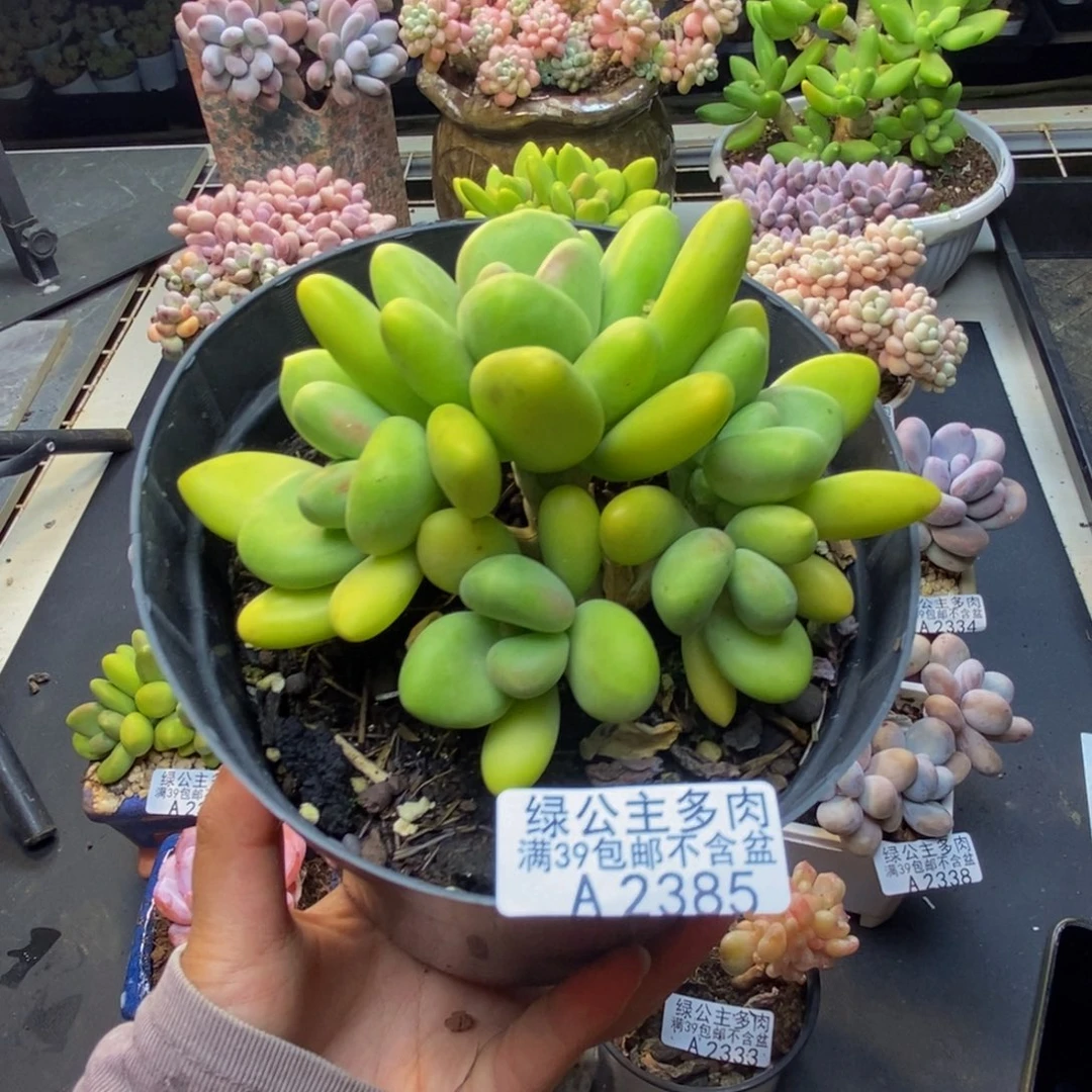 385芒果奶多肉11c m