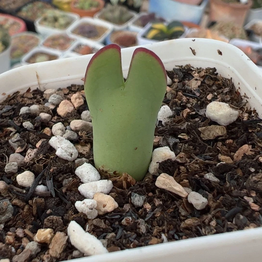 062多肉植物百科