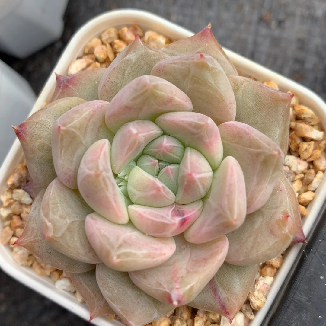 0130-23 糖心优选