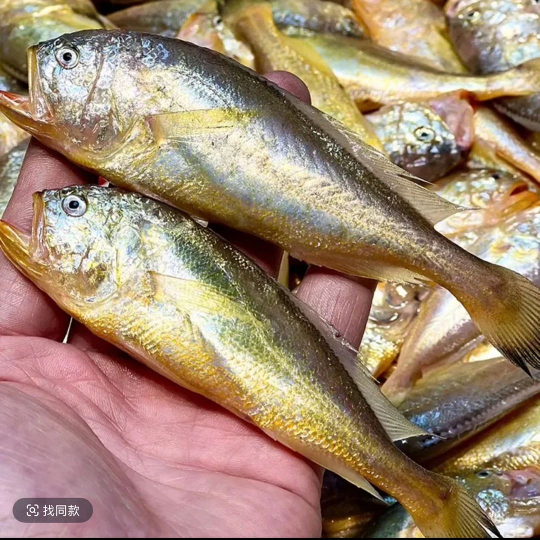 黄海小眼梅童鱼黄鱼，大头宝，细鳞顺丰发货马友鱼计划腌肉.