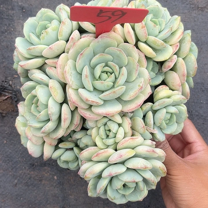 晨语多肉，一物一拍59