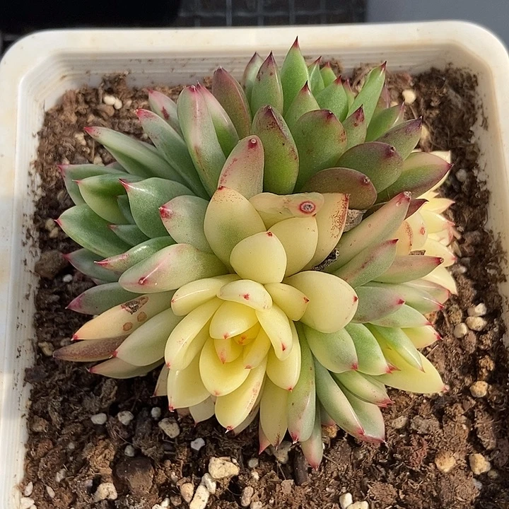 不知名多头群多肉锦