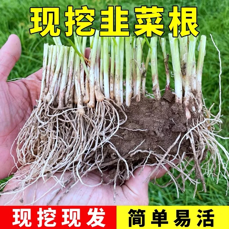 【当季头茬】头茬独根红韭菜根苗四季可栽好养活的庭院绿植