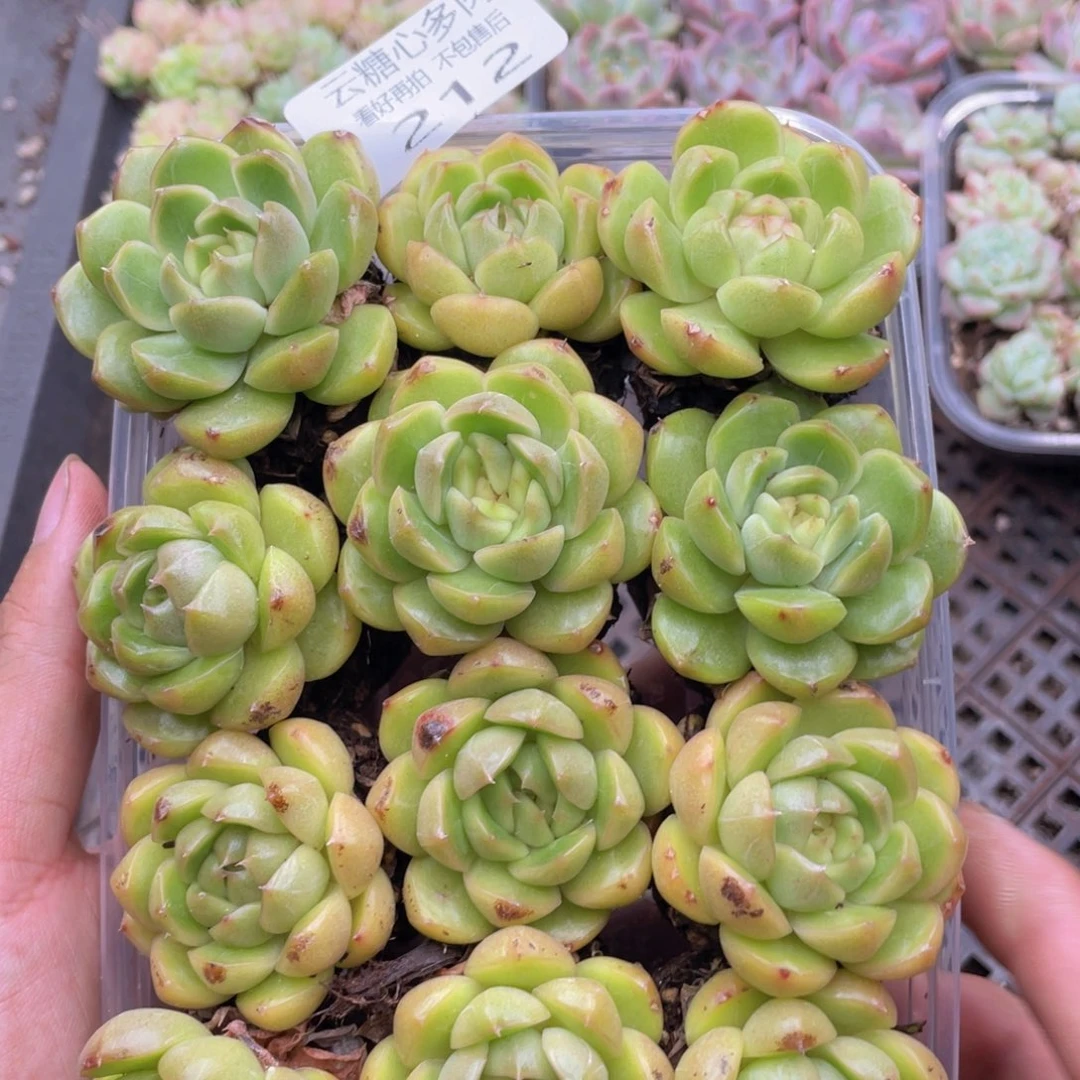云糖心多肉植物212