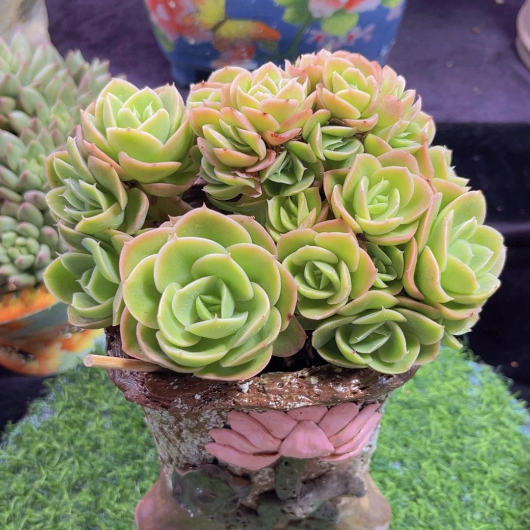 完全开放多肉植物星娜塔