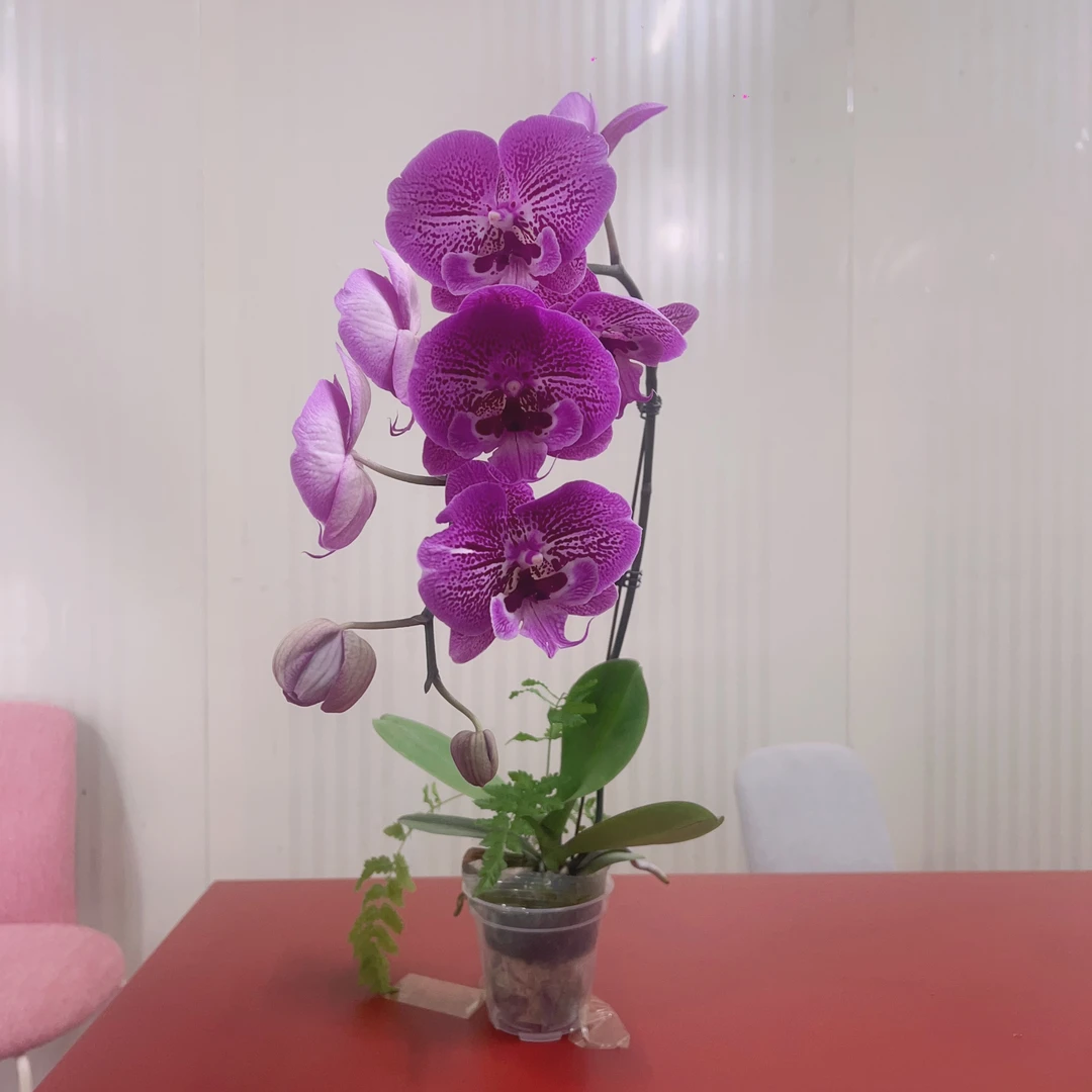 【小花纹】蝴蝶兰室内客厅养 带花发货