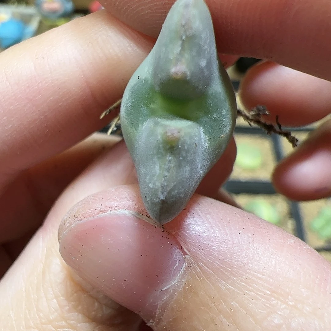 【闪购商品】276 福利空蝉