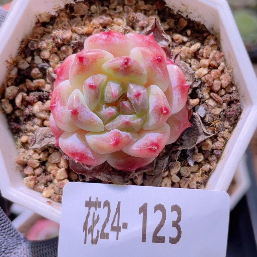 花利美24-123秘境冰魄