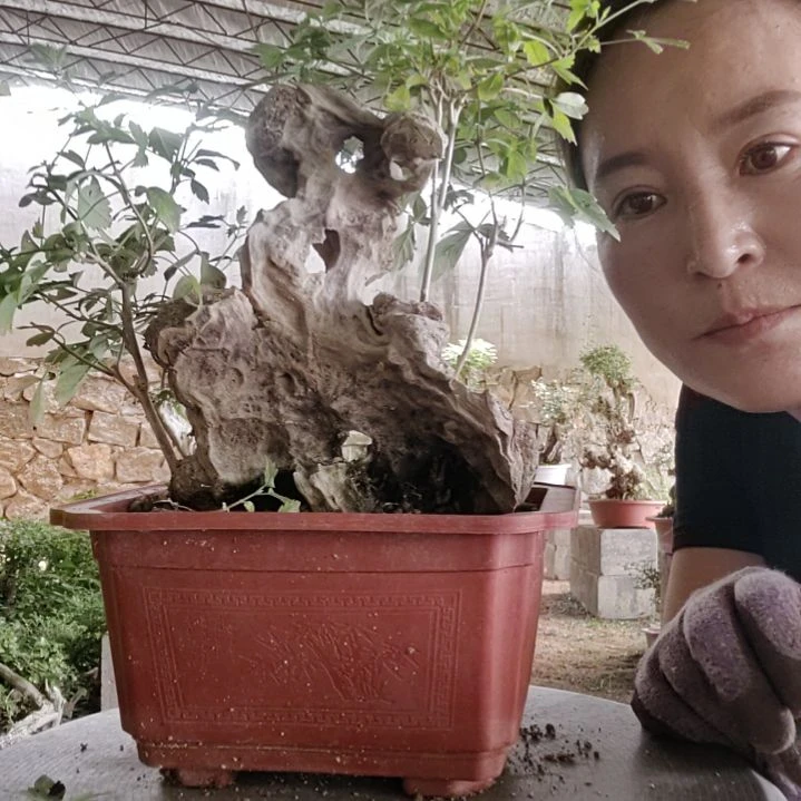 ****酒无花朵黄荆盆景黄荆