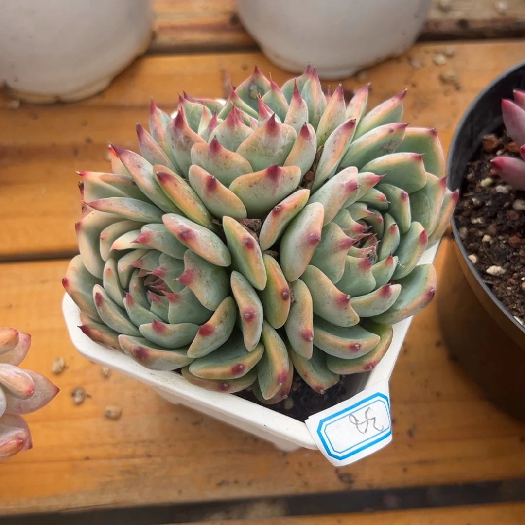 多肉植物吉娃娃锦