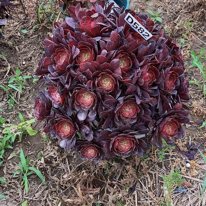 女儿红法师13-外包邮