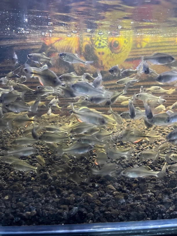 原生鱼（运补专用链接）观赏鱼