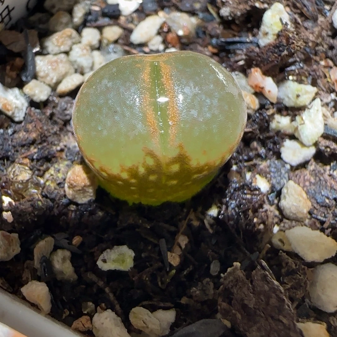 肉锥多肉植物百科5-CR1225、475