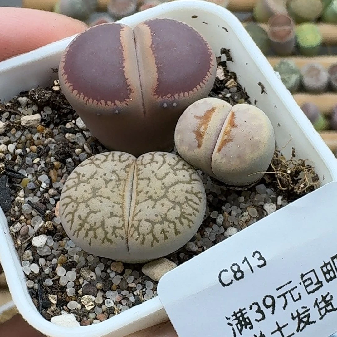 813多肉哈哈哈哈哈哈哈