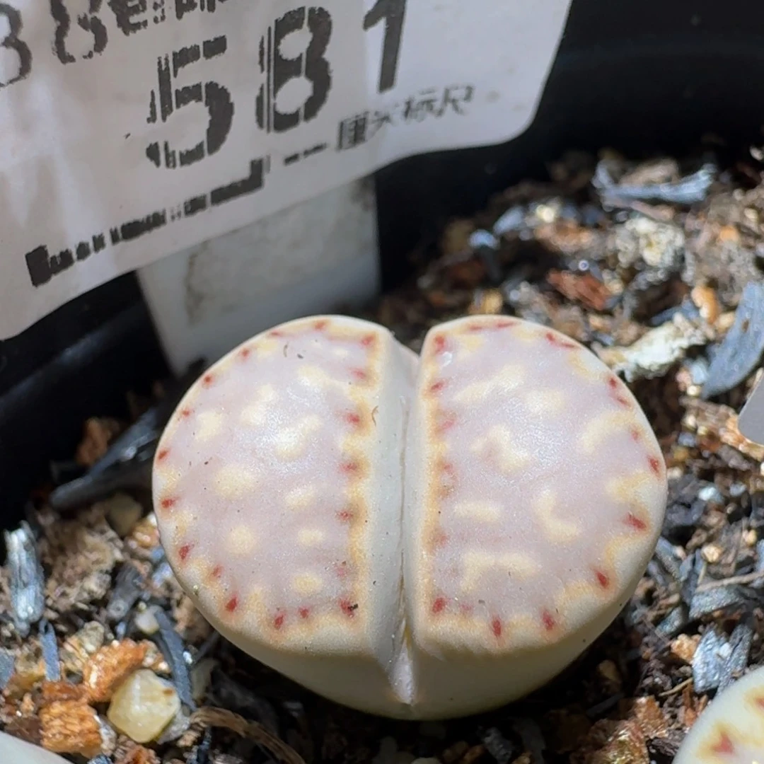 Ssss精品生石花581