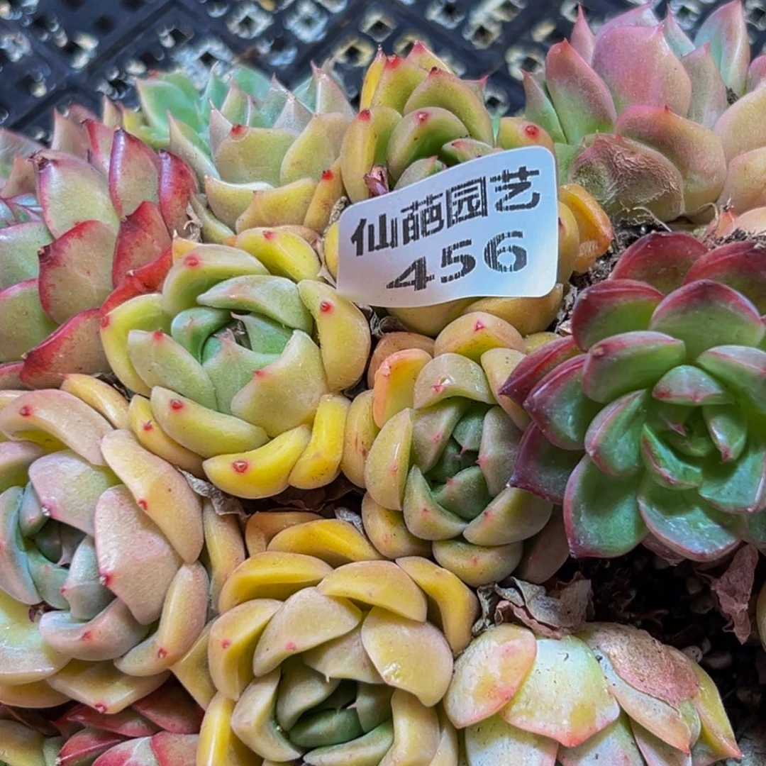 456上一次看还是在去年的时候