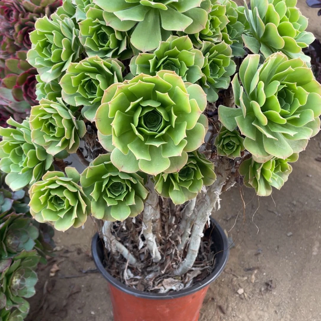 476绿杨蓉多肉法师断枝不包